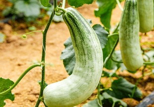 田间生长的羊角甜瓜