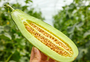 切开的羊角蜜甜瓜