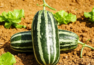 田间的羊角蜜甜瓜