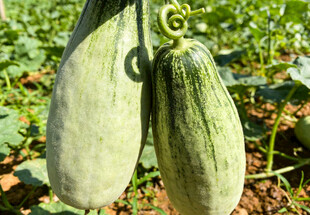 田间悬挂的羊角蜜甜瓜