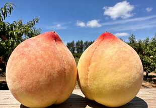 两个鲜美的大桃子