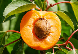 成熟黄杏挂于绿叶间