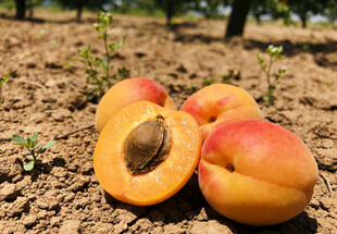 地上的成熟杏子