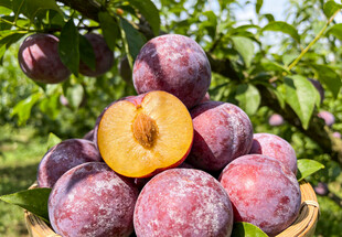 果园里的李子堆叠