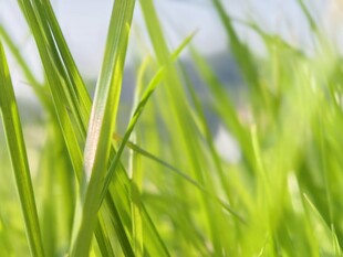 嫩绿青草展现蓬勃生机