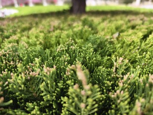 翠绿繁茂的低矮绿植景观