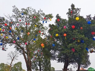 树上彩色装饰营造欢乐氛围