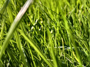 阳光下的嫩绿青草