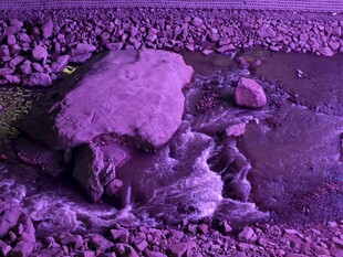 紫色调的神秘骷髅场景