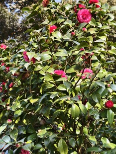 盛开的艳丽山茶花