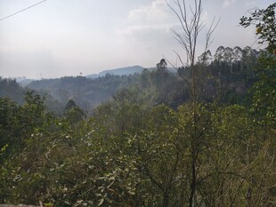 山间葱郁植被景观