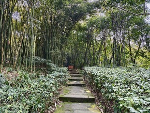 竹林间的石板小径