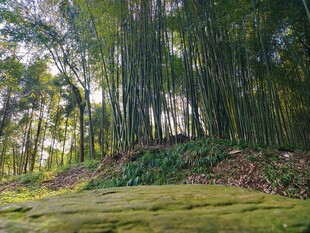 清幽竹林下的苔藓绿意