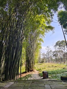 竹林间的静谧小道