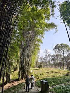 漫步竹林间的惬意之旅