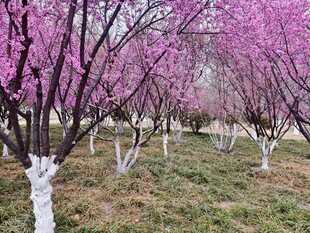 春日烂漫桃林美景