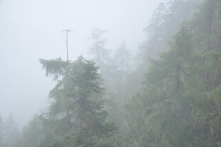 雾中森林里的高耸树木