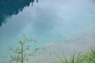 清澈湖水边的翠绿植物