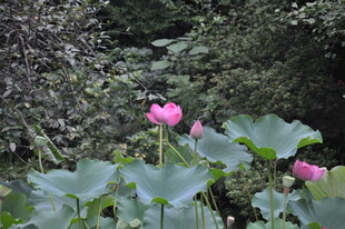 山林间绽放的娇艳荷花