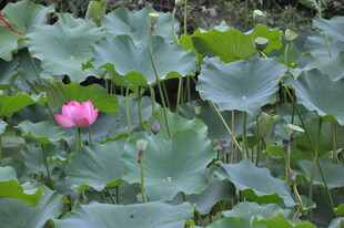 荷塘中绽放的娇艳荷花