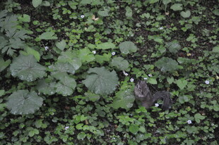 翠绿繁茂的地面植物景观