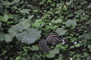 草丛中的蜷曲紫黑色物体