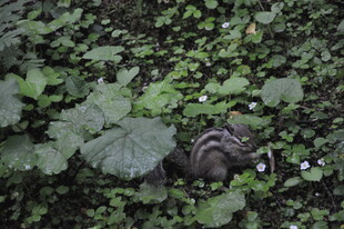 草丛中的神秘小动物