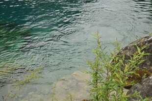 清澈水边绿植与岩石景观