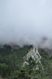 云雾缭绕的山林景观