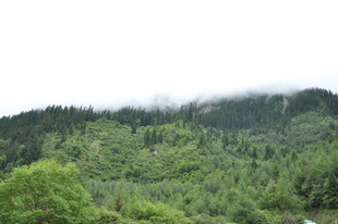 云雾缭绕的翠绿山林