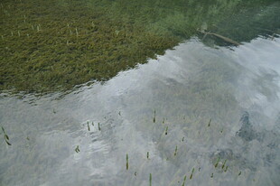 水边草地倒影景象