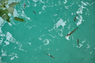 俯瞰清澈海水中的游动鱼儿