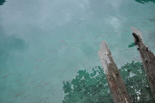 清澈水域中的两根木桩