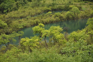 山间幽潭绿意盎然