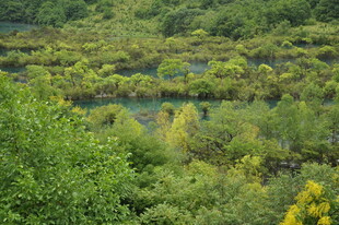绿意盎然的森林湿地景观