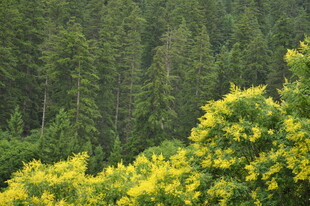 山林间的明艳黄色花丛