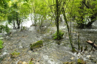 林间湍急溪流 绿意盎然