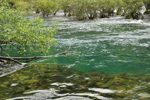 清澈溪流旁的葱郁景致
