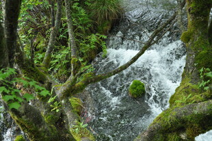 山间溪流 绿意盎然的景致