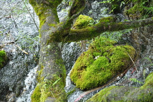 长满青苔的古老树干