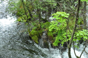 山间溪流旁的翠绿植被