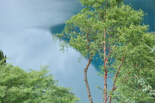 蓝天绿树间的清新景致