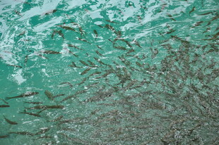 绿色纹理墙面细节特写