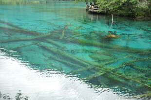 清澈湖底的水下森林景观