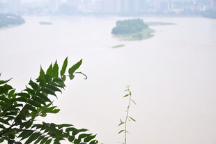 江边绿植与朦胧江景