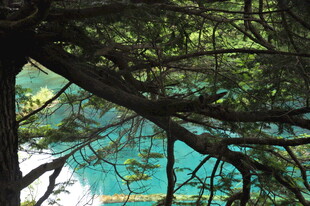 透过树枝看蓝天与建筑