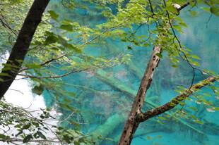 林间翠枝映蓝天