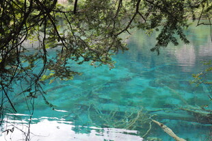 清澈湖水与岸边枝叶美景