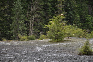 森林边湍急的河流景观