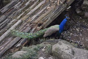 木堆旁的蓝孔雀